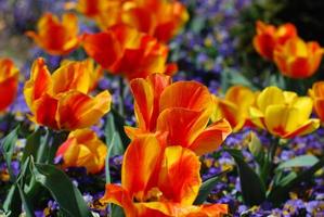 colores brillantes en un jardín de tulipanes floreciendo y floreciendo foto