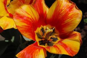 Macro of a Blooming Striped Yellow and Red Tulip photo