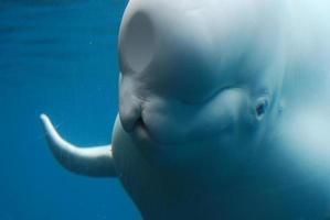 Adorable Face of a Beluga Whale Swimming Underwater photo