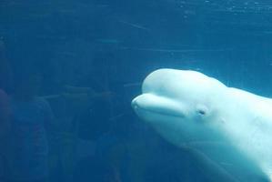 Face of a Beluga Whale Swimming Underwater photo