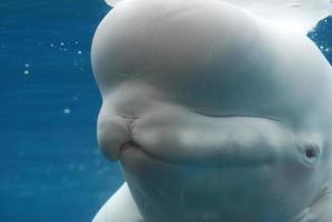 ballena beluga bajo la superficie del agua de cerca foto