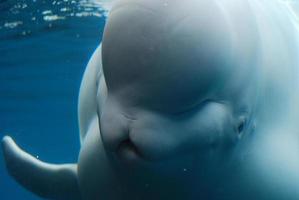 increíble mirada a una ballena beluga nadando bajo el agua foto