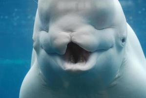 una mirada a los dientes de una ballena beluga bajo el agua foto