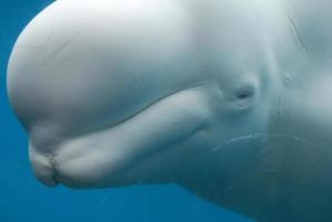 ballena beluga bajo el agua con el ojo cerrado foto