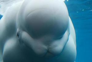 sorprendente primer plano de la ballena beluga bajo el agua foto