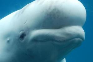 Profile of a Beluga Whale Swimming Underwater photo