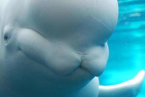 muy buena mirada a una ballena beluga bajo el agua foto