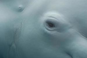 una mirada de cerca al ojo de una ballena beluga foto