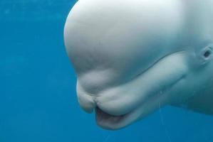 perfil lateral de una ballena beluga bajo el agua foto