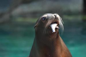Sea Lion With a Fish Hanging Out of HIs Mouth photo