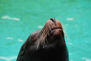 nariz y bigotes de león marino foto