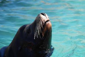 Really Adorable Sea Lion With His Nose in the Air photo