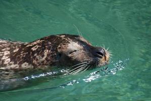 Sea Lion Swimming with His Nose Out of the Water photo