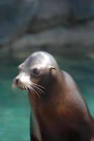 Young Sea Lion with a Cute Face photo
