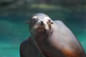 cara adorable de un león marino foto