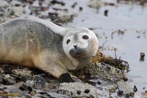 Curious Harbor Seal Pup photo