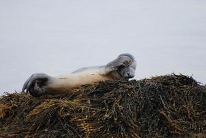 Itchy Harbor Seal Pup photo