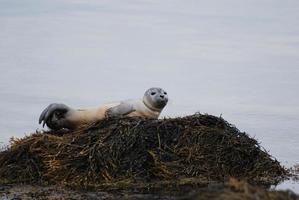 Balancing Seal Pup in Casco Bay photo