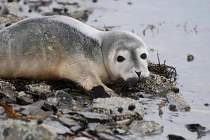 Harbor Seal Pup at the Ocean's Edge photo