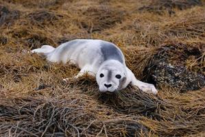 bebé foca de puerto en algas marinas foto