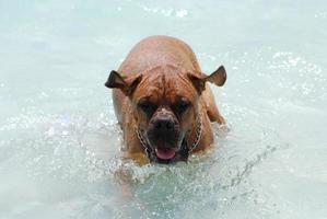 mastín de burdeos jugando en el agua foto