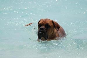 Swimming Bordeaux Mastiff in Aruba photo