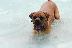 Wading and Drooling Bordeaux Mastiff photo