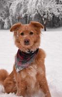 adorable perro perdiguero de peaje de pato con copos de nieve en la nariz foto