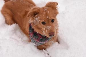 un cachorro juguetón en la nieve con copos de nieve en la nariz foto