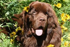 Looking into the Face of a Newfoundland Dog in a Garden photo