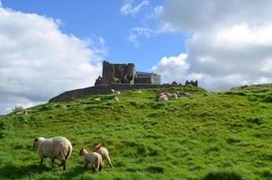 Sheep Grazing in Front of the Rock of Cashel photo