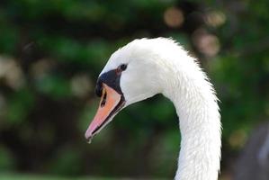 hermoso cisne blanco con agua goteando de su pico foto