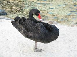 Black Swan Standing on One Leg on a Beach photo