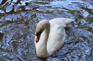 Beautiful White Swan Swimming in a Shallow Pond photo