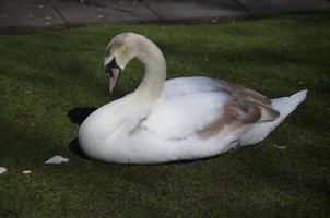 Sleeping White Swan with His Eyes Closed in Grass photo