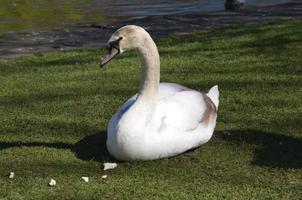 Swan With Chunks of White Bread Sitting in Grass photo