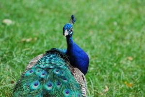 magnífico pavo real mirando a su alrededor foto