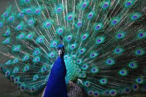 Beautiful Blue Peafowl Plummage photo