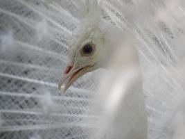 White Peafowl With an Up Close Look at His Face photo