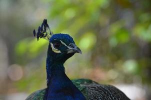 cabeza de cara y pico de un pavo real azul foto