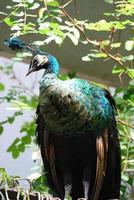 hermoso pavo real verde azulado y marrón foto