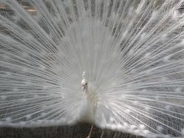 Preening White Peafowl photo