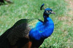 perfil de un pavo real azul foto