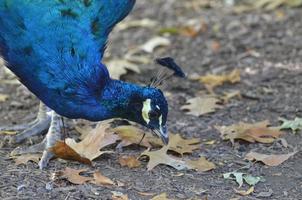 Blue Peacock Looking for Dinner photo