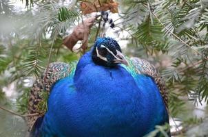 hermoso pavo real azul sentado en un pinar foto