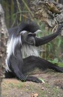 Perplexed Colobus Monkey Sitting on the Ground Beside a Tree photo