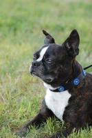 Boston Terrier Dog on Leash photo