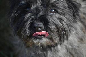 Cairn Terrier Licking His Nose photo