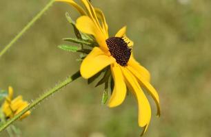 flor de margarita gloriosa flor que florece en un jardín foto