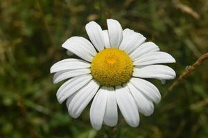 Gorgeous Flowering Common Daisy in Full Bloom photo